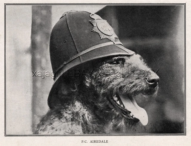 DOG Airedale Terrier Police Dog Wearing Police Hat, Rare Antique Print 1920s