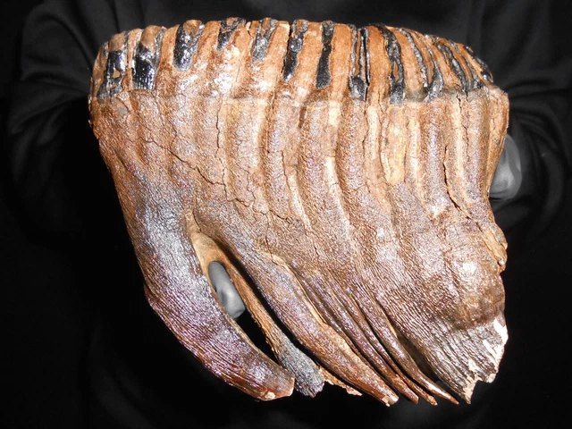 beautiful Fossil Tooth of a Woolly Mammoth！ with great ROOTS preserved！1