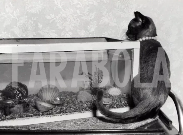 Foto vintage de archivio Reino Unido, Gato Notas Un Acuario, 1963 , impresión