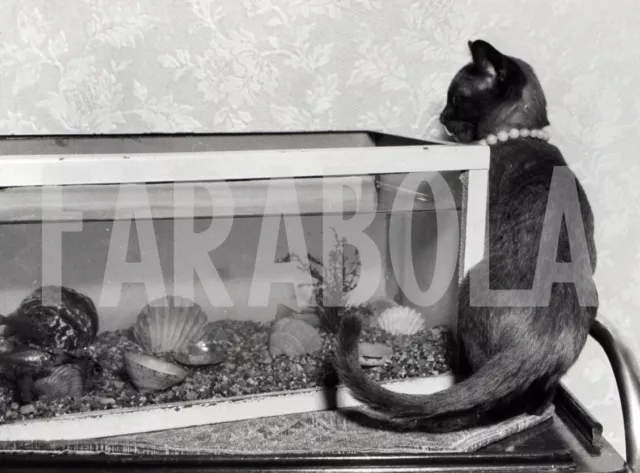 Photo de presse vintage Regno Royaume-Uni, Chat Animal Textile A Aquarium, 1963,