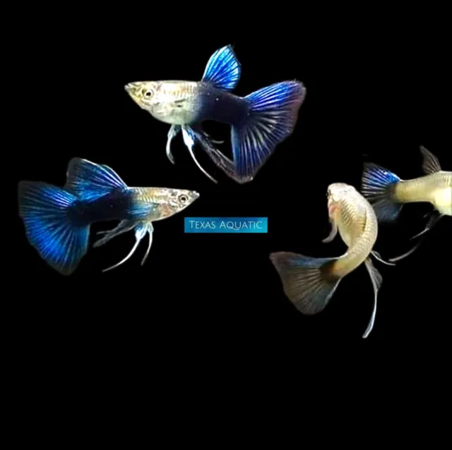 1X Male -Live Aquarium Guppy Fish High Quality-Half Black Blue Ribbon USA Seller