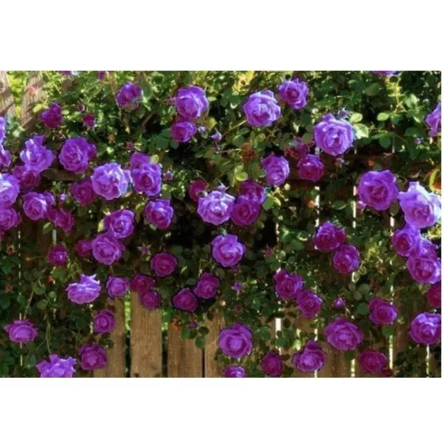 1 Purple Fragrant Climbing Bush Rose Bare Rooted Grden Plant Shrub