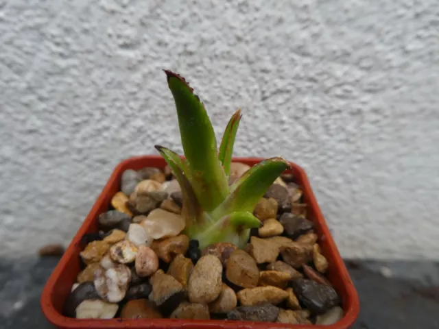 AGAVE VICTORIA-REGINAE VARIEGATA ""KIZAN"", se muestra en olla de 5 cm, encantadora suculenta