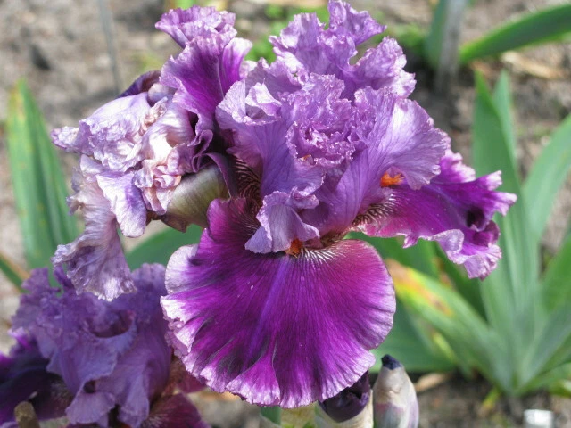 &ANOTHER WOMAN & -Tall Bearded Iris -Lilac Mauve/Magenta, 1/4
