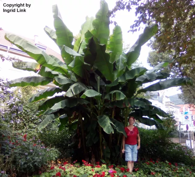 SAMEN Wahnsinn ! Eine riesengroße Palme für den Garten - mit leckeren Bananen