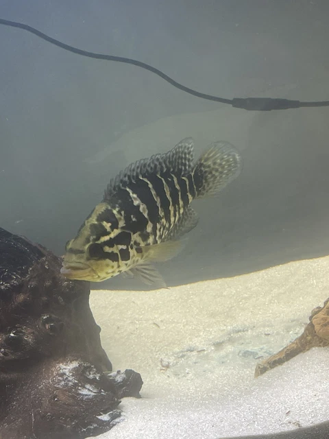 cichlid