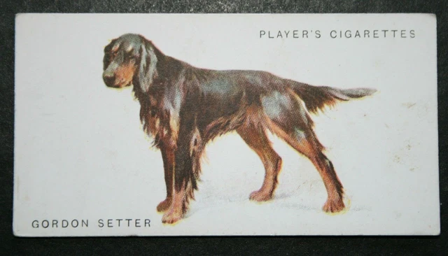 GORDON SETTER   Vintage 1931 Illustrated Card  OC22