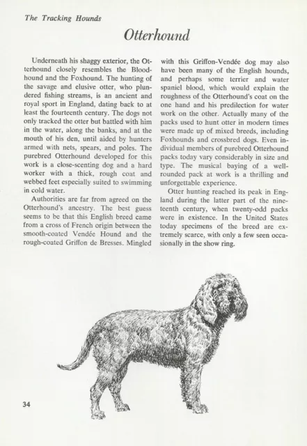 The Otterhound - CUSTOM MATTED - Vintage Dog Art Print - "G"