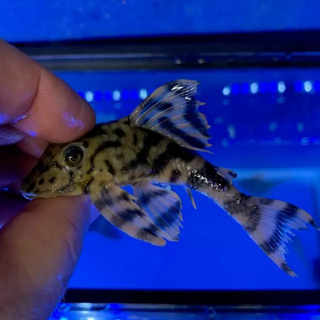 Tiger pleco L-243 2.5" in length live tropical fish