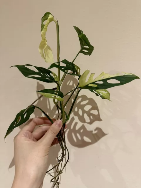 Variegated Monstera Adansonii Established Rare Aroid plant