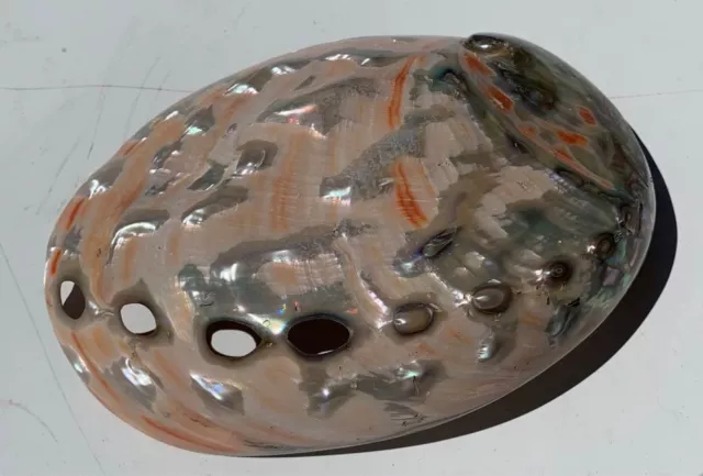 Vintage Pink Abalone Pearl Shell 3