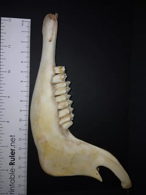 Genuine English Domestic sheep Lower Jaw (Ovis aries) real skull bone