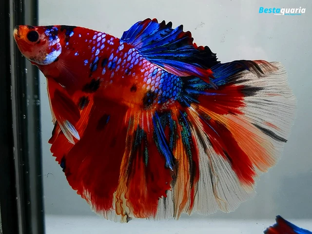 Premium Live Betta Fish l Male Halfmoon Nemo Galaxy