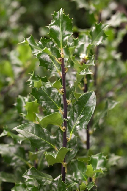 Ilex Aquifolium ‚Alaska‘ Stechpalme – Winterhart, Immergrün, Perfekt Als Hecke & Sichtschutz