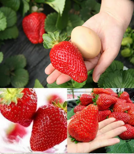 FRAGOLA GIGANTE, 50 semi della fragola più grande al mondo + OMAGGIO