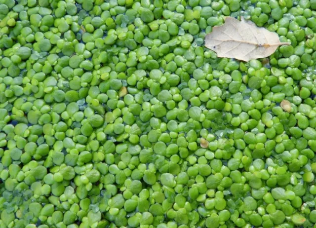 Lenteja De Agua Lenma Minor Plantas Flotantes Acuario Estanque Eliminan Nitratos