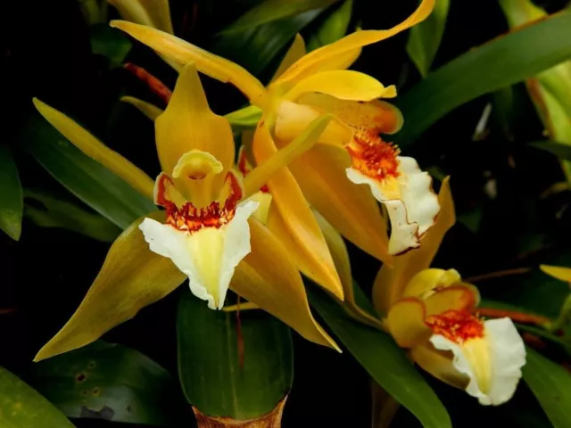 Coelogyne lawrenceana Species Orchid plant FS not  in bloom