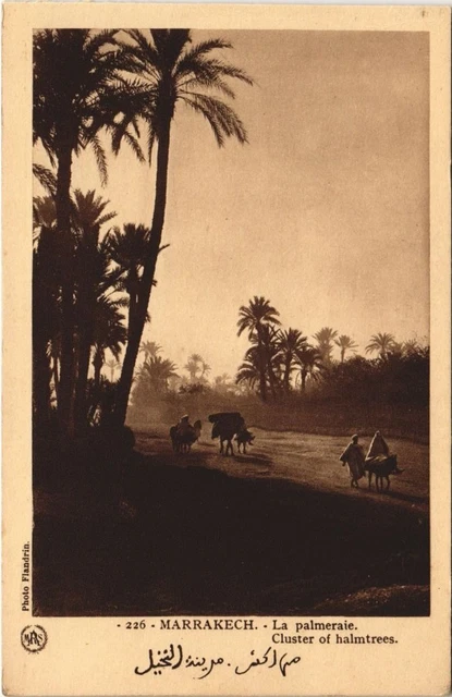 CPA AK MAROC MARRAKECH La palmeraie Flandrin (37950)