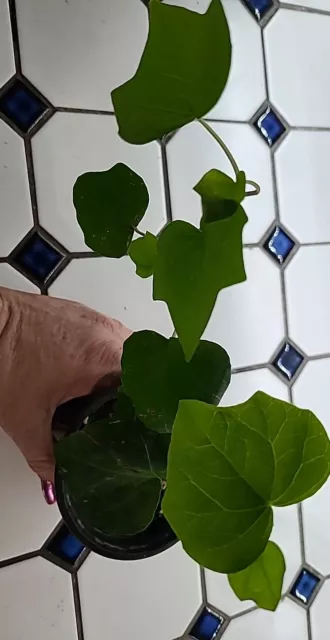 english ivy live plant In 4 Inch Pot