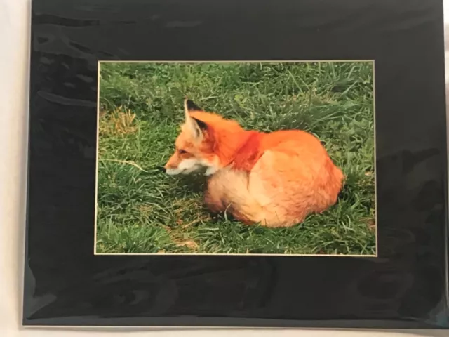 Fox Photograph 5x7 matted to 8x10. Original Art.