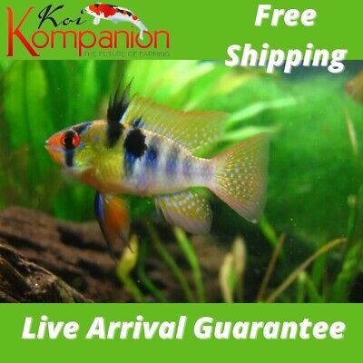 3/5/10X German Blue Ram Cichlid Neotropical Koi Kompanion Free Shipping