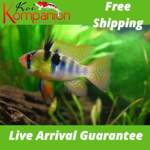 3/5/10X German Blue Ram Cichlid Neotropical Koi Kompanion Free Shipping