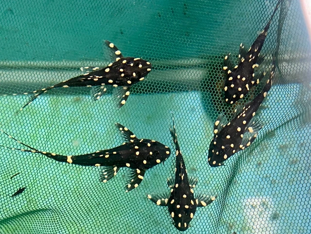 L155 Adonis Pleco / Acanthicus adonis - Live Freshwater Fish