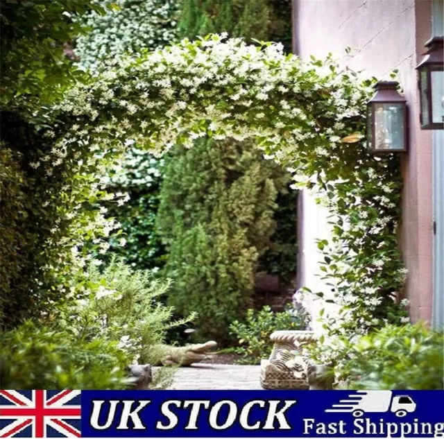 Jasmine Flower Seeds, Climbing Garden Fragrant Plant - Uk