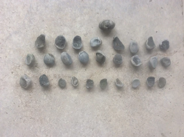 Joblot 28 Rock Fossils Yorkshire Coast Jurassic Gryphaea Arcuate Devils Toenail