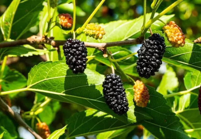 5 CUTTINGS MORUS NIGRA BLACK MULBERRY tree wood called  blackberry leaves 3