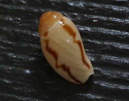 seashell Melo broderipii 29.3 mm F+++/GEM  tiny size nice pattern collection