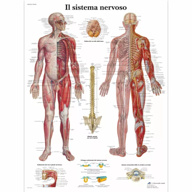 3B Scientific, tavola anatomica, Il Sistema Nervoso (cod, VR4620L)