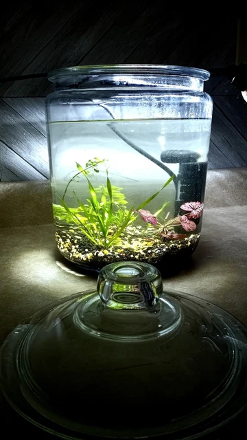 2gal. Starter Tank Kit Betta, Snail Tank Or Small Fish Aquarium+unfertile Ram.