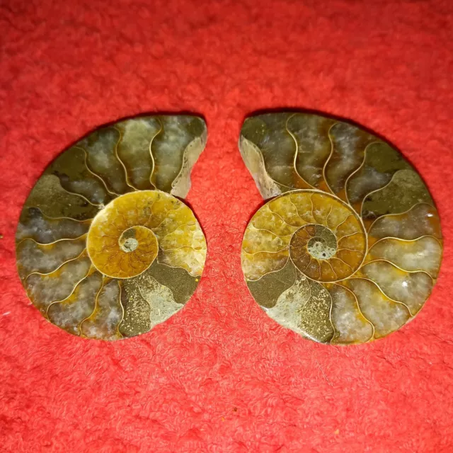 Cleoniceras Besairei Poliert Ammonit Madagaskar Ammoniten  Fossil Spirale Nr.K5