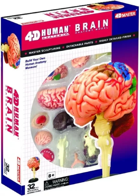 Human Brain Anatomy Model - Build Your Own!