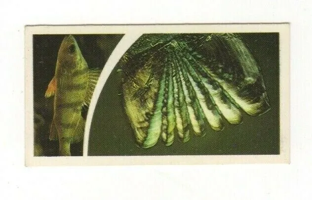 Brooke Bond Microscopic Images 1981 Fish Scales