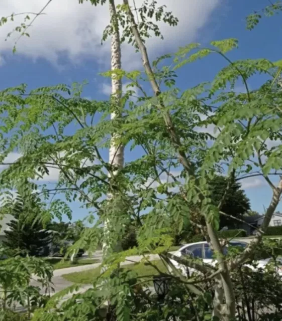 A Cup Moringa TREE Live Plant  4-7” TREE OF LIFE FRESH Food Forest Permaculture