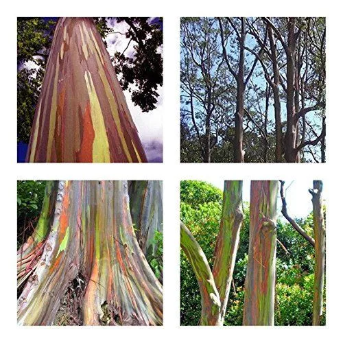 Regenbogenbaum Eucalyptus deglupta  10 Samen Einzigartiges Farbspektakel BONSAI