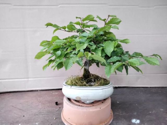 Bonsai outdoor winterhart Hainbuche  Carpinus