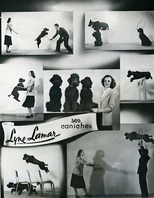PHOTO Presse MIAMI JANE KELTY avec Amos et Andy chiens dog poodle 1961 