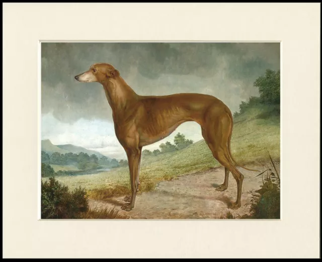 Greyhound Lovely Little Dog Print Fawn Dog Mounted Ready To Frame