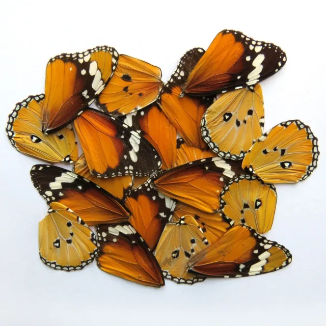 GIFT 20 pcs REAL BUTTERFLY wing material  DIY artwork jewelry  #48