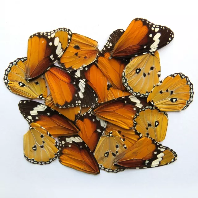 GIFT 20 pcs REAL BUTTERFLY wing material  DIY artwork jewelry  #48