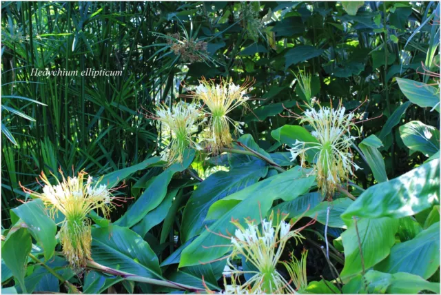 Hedychium ellipticum - rustique -1 plant 3