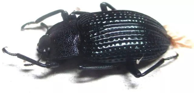 K003 MI : Tenebrionidae species? 13mm*******************************