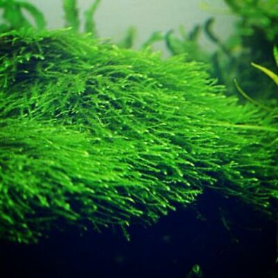 *BUY 2 GET 1 FREE* Java Moss Taxiphyllum Barbieri Easy Live Aquarium Plants ✅