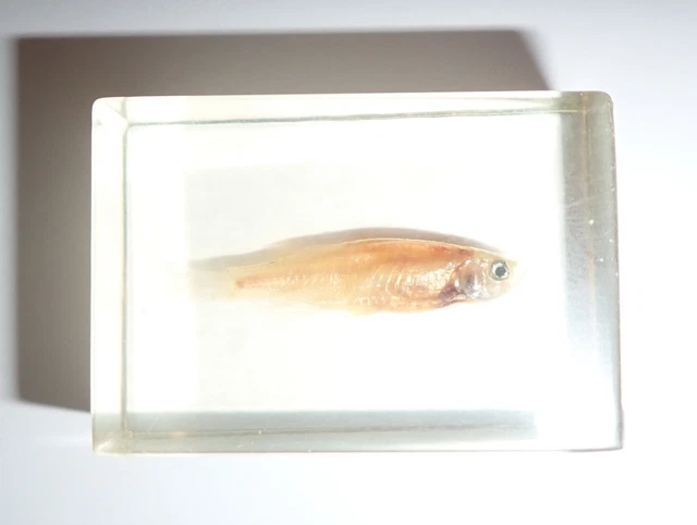 Glass Bloodfin Tetra Fish in small Clear Paperweight Education Specimen