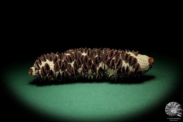 Banksia littoralis Australia plantas de árbol de plata recientes frutos secos especie
