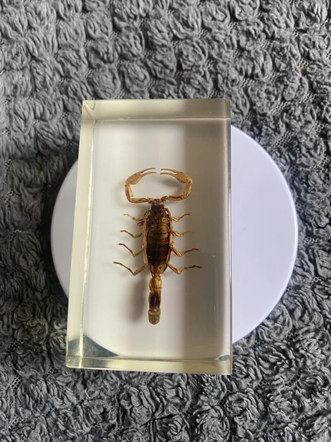 TAXIDERMY REAL BUGS / Insects In Clear Acrylic Block Resin Small ...