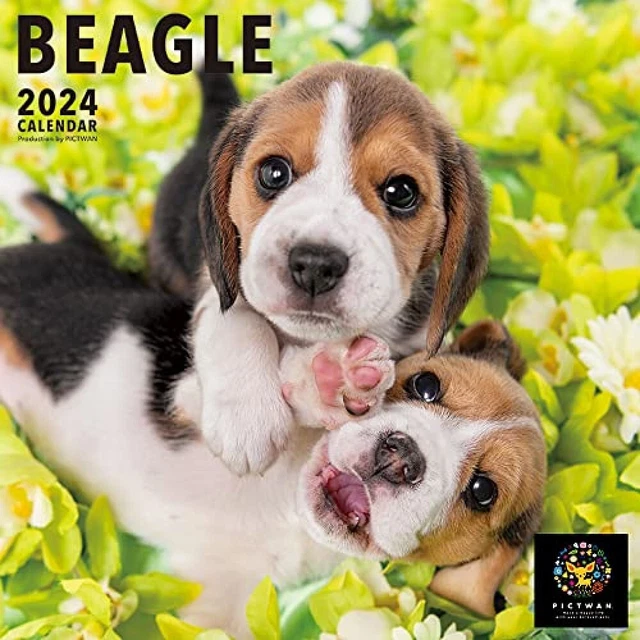 WALL CALENDAR 2025 Beagle Pictwan Japan 59 x 29 cm L002 Dog 39.99